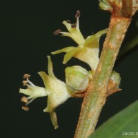 Cleistanthus pallidus (Thwaites) Müll.Arg.